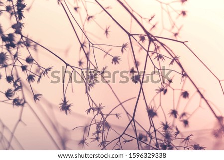 Similar – Geranium pratense Nature