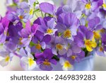 Background with a bouquet of spring and summer blue, purple flowers violets, pansies. Close-up, blur, postcard.