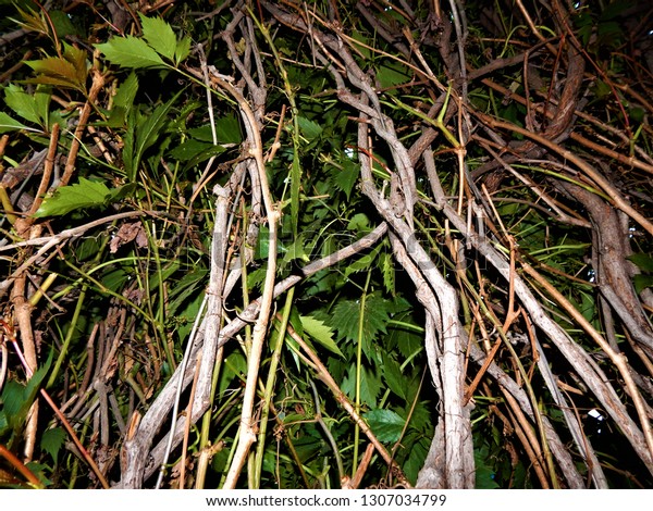 Background Branch Twigs Weaving Decorative Grapes Stock Photo