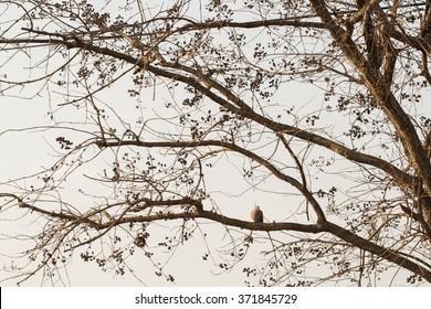 background branches backlit