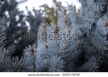 Background from branches of blue spruce. Cones of the blue, green, and white spruce or Colorado blue spruce, with the Latin scientific name Picea pungens, is a species of spruce tree.