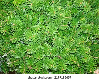 Background Of Branches Fir Evergreen Forest Gymnosperm Plant Of The Pine Family   