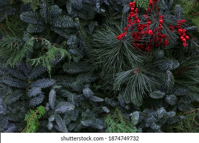 Background from branches of spruce, pine and red berries