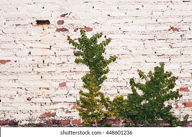 Background Brick wall with plants