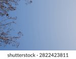 The background is a bright blue sky and the reflection of morning light with the object on the edge being a pogon branch with small leaves.