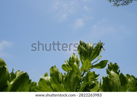 The background is a bright blue sky and thin clouds and the object is a Barringtonia asiatica tree, also known as the Bitung tree. This plant is often found in tropical coastal areas and is used to prevent coastal erosion.