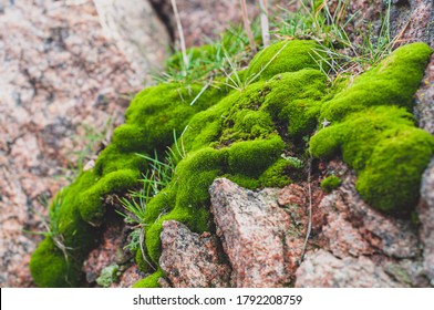 Background with bright green moss and natural rough granite stone, with red and black fragments of rock rocks, solid colorful texture. Close-up photo. Nature, outdoors. Horizontal photo.