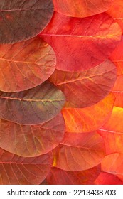 Background Of Bright Red Leaves, Autumn Background. Vertical Photo