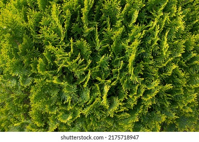 17,681 Green and yellow hedge Images, Stock Photos & Vectors | Shutterstock