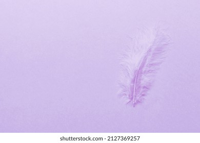background of brightly colored dyed bird feathers on Colored background, top view. Copy space.