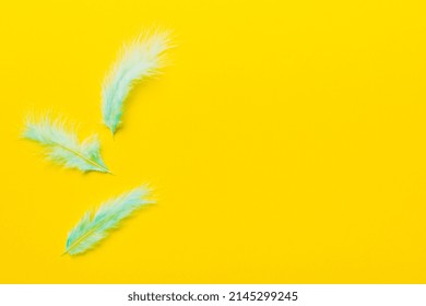 background of brightly colored dyed bird feathers on Colored background, top view. Copy space.