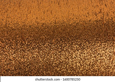 Background Of Bronze Lurex Wool On A Cone