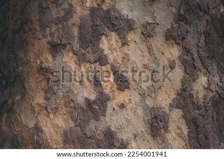 Background of brown tree bark with moss, close-up. Relief natural texture of oak trunk for publication, screensaver, wallpaper, postcard, poster, banner, cover, website, post. High quality photography