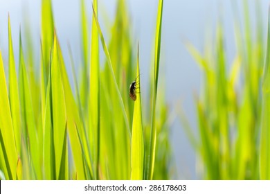 1,010,873 Bugs and background Images, Stock Photos & Vectors | Shutterstock