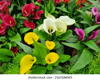 Background of calla flowers in yellow, white and purple colors - Shutterstock ID 2163186043