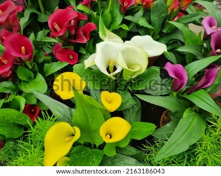 Background of calla flowers in yellow, white and purple colors