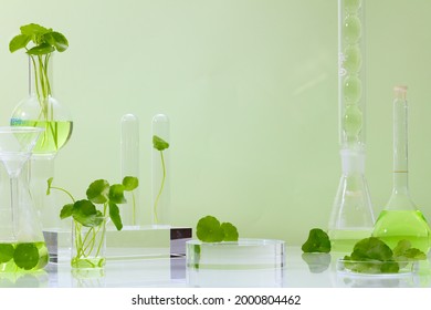 Background Centella asiatica for  Biological experimentpresentation Centella asiatica (Gotu kola) leaves and green water in biological test tubes. Production of cosmetics based on Centella asiatica  
 - Shutterstock ID 2000804462