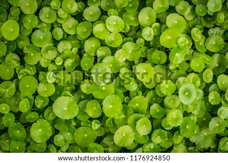 Background of Centella asiatica, Herbs help to heal inflammation.