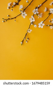 Background With Cherry Blossom Branches. Apticot Flowers Table. Flat Lay