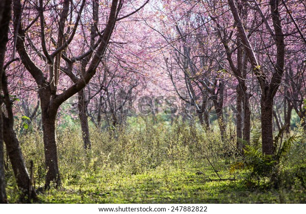 Background Cherry Blossom Forest On Phulomlo Royalty Free Stock