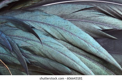 Background Chicken Feathers Stock Photo 606643181 | Shutterstock