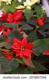 Background of Christmas flowers Poinsettia in  pots