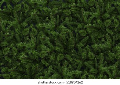 Background of Christmas tree branches. - Powered by Shutterstock