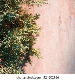 Background of Christmas tree branches

