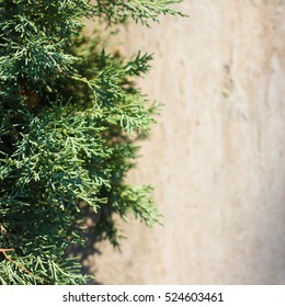 Background of Christmas tree branches


