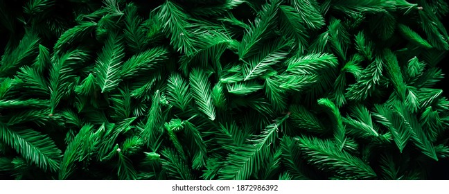 Background of Christmas tree branches. New Year theme.  - Shutterstock ID 1872986392