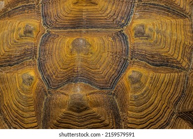 413 Empty turtle shell Images, Stock Photos & Vectors | Shutterstock