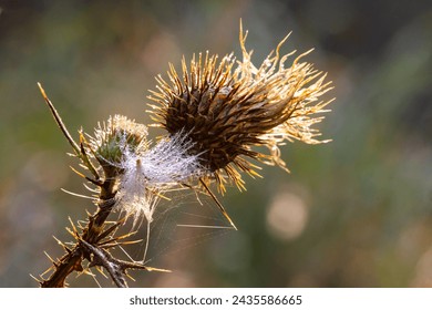 Background. Close-up.  Dry cotton thistle ( onopordum acanthium ) with  morning dewdrops. The backdrop of the autumn season. - Powered by Shutterstock