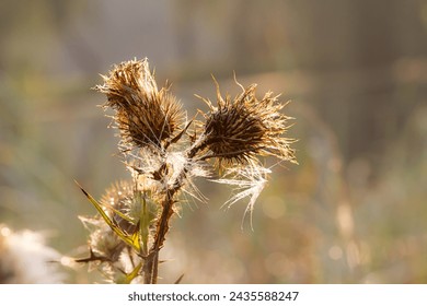 Background. Close-up.  Dry cotton thistle ( onopordum acanthium ) with  morning dewdrops. The backdrop of the autumn season - Powered by Shutterstock