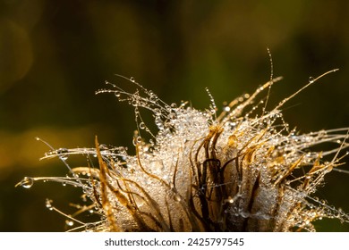 Background. Close-up.  Dry dandelions covered with morning dewdrops. The backdrop of the autumn season. - Powered by Shutterstock