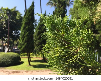 background closeup  pine  green leaves in park of Thailand. - Shutterstock ID 1494020081
