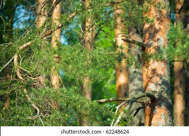Background of closeup of pine tree forest