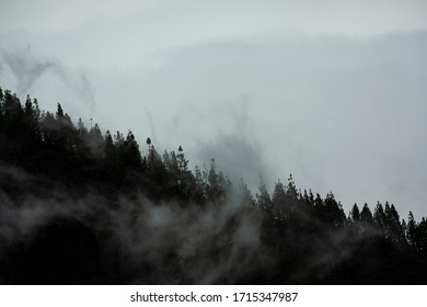 Background of a Cloudy Forest, Mountains