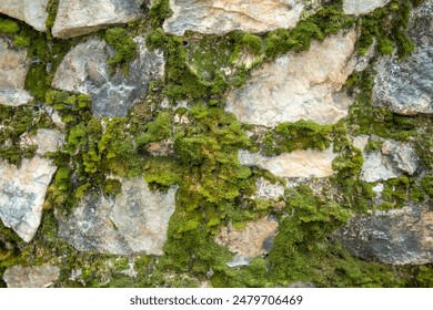 Background of color moss on a wall. Moss wall texture. Rocky wall covered with Moss. Lush nature backdrop. Abstract Mossy texture as backdrop. Mossy wallpaper full frame. Living forest detail. - Powered by Shutterstock