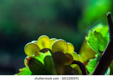 Background, Color, Nature, Natural, Summer, Garden, Leaf, Bright, Environment, Spring, Water, Life, Beautiful, Macro, Fresh, Texture, Drop, Tree, Freshness, Beauty, Wet, Growth, Burgundy, Chardonnay, 