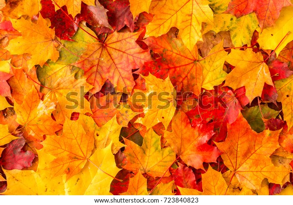 秋の紅葉の朝の背景 の写真素材 今すぐ編集