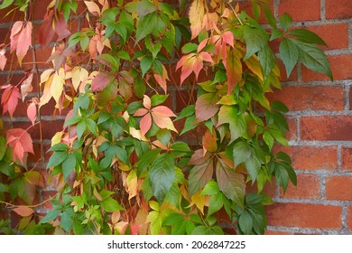 Background of colorful autumn leaves close-up. Red leaves wild grapes. A wall of colorful red ivy leaves. Bright ivy texture background in autumn. red green yellow