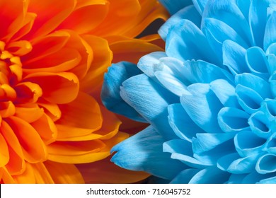 Background Of Colorful Chrysanthemum Flowers, Blue And Orange, Close Up