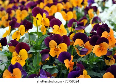 Background Colorful Pansy Summer Bedding Plants