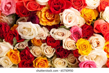 3,060,358 Colorful Rose Images, Stock Photos & Vectors | Shutterstock