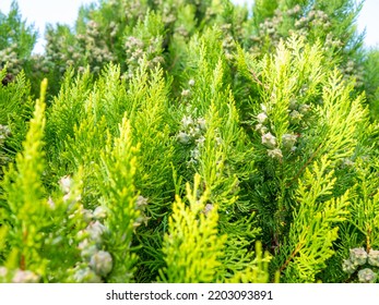 12,422 Cypress tree texture Images, Stock Photos & Vectors | Shutterstock