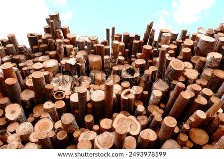 The background consists of a pile of firewood of different diameters, round pine logs harvested for winter for stove heating against the sky.Business wood.Sale, purchase of firewood.