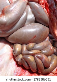 Background of cow intestines, animal intestines