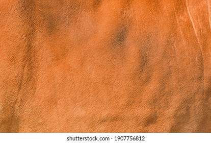 Background cow skin texture brown fur close up