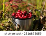 background cranberry red forest berry growing in the swamps