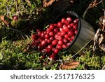 background cranberry red forest berry growing in the swamps